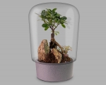 Foto de Biogarden: Innovación en ecosistemas terrario para decoración y regalos sostenibles