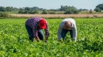 Foto de Cuba: despojan de sus tierras a 137 agricultores en medio de la escasez de alimentos