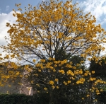 Foto de Árbol cenizario: Una forma ecológica y significativa de recordar a tus seres queridos