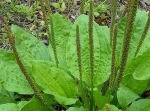 Foto de EL PLANTAGO O LLANTEN, HUMILDE PERO PODEROSA