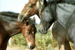 ¿Cómo duerme un caballo?