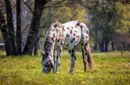 Animales que existen en ecosistemas terrestres