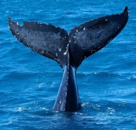 Bahía Málaga: Una Experiencia Única de Avistamiento de Ballenas en Colombia