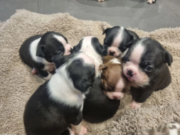  Boston Terrier Puppies for Sale | Boston Terrier Puppies for Adoption | Boston Terrier Puppies | Boston Terrier Puppies