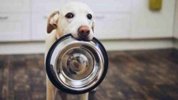 Alimenti Ipoallergenici per Cani: Scopri le Migliori Opzioni per la Salute del tuo Fido