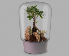 Biogarden: Innovación en ecosistemas terrario para decoración y regalos sostenibles