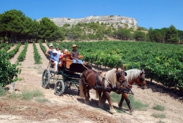 Descubre Curiel de Duero Bodegas y Enoturismo