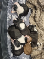  Boston Terrier Breeders | Boston Terrier Puppies for Sale | Boston Terrier Puppies | Boston Terrier Puppies for Sale ne