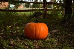 Pastel de Calabaza en tu casa