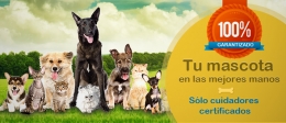 Cuidados para tu mascota en verano