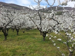 Ruta Valle del Jerte, Extremadura