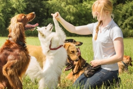 Maximiza la Inteligencia Canina a través del Adiestramiento: Claves para un Comportamiento Ejemplar