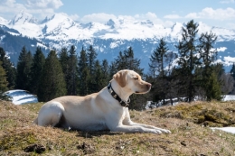 Consejos para el cuidado de un perro anciano