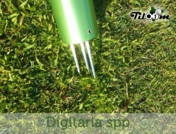 Opciones de control para la maleza Digitaria spp en céspedes de golf