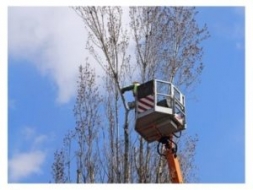 ¿Cuándo podar un árbol? 