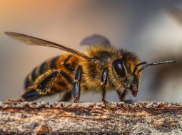 La importancia de las abejas: ¿por qué debemos cuidarlas?