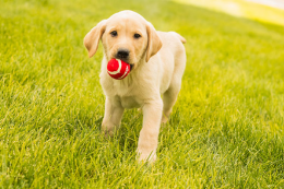 La educación de cachorros y su adiestramiento