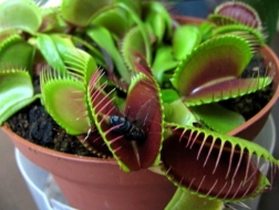 Las Plantas Carnivoras Cuidados y Caracteristicas