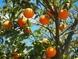 Los beneficios de una dieta equilibrada y saludable