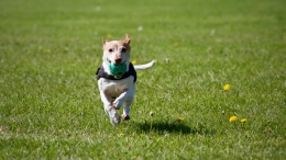 ¿Cómo enseñar a tu perro a buscar la pelota?