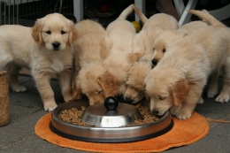 Crecimiento Saludable: Pienso Natural para Perros Cachorros