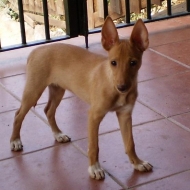 Los perros cachorros y sus necesidades de alimentación