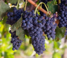 Vino tinto crianza: armonía de sabores