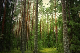 Sostenibilidad y Protección del Medio Ambiente en la Fabricación de Palets de Madera