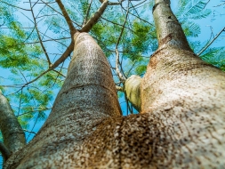 Plagas a la vista: cuida tus frutales y árboles del jardín