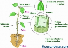 Tejidos vegetales función y definición